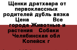 Щенки дратхаара от первоклассных  родителей(дубль вязка) › Цена ­ 22 000 - Все города Животные и растения » Собаки   . Челябинская обл.,Копейск г.